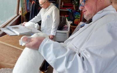 Tischbewertung Rassekaninchen K 49 Zierenberg