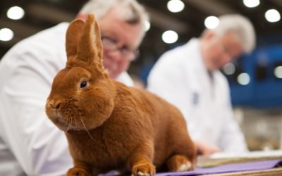 Kreisschau Rassekaninchen KV Hofgeismar-Wolfhagen