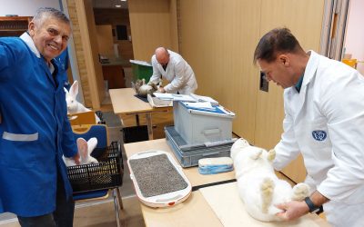 Kreisschau des KV Hofgeismar-Wolfhagen in Oberelsungen